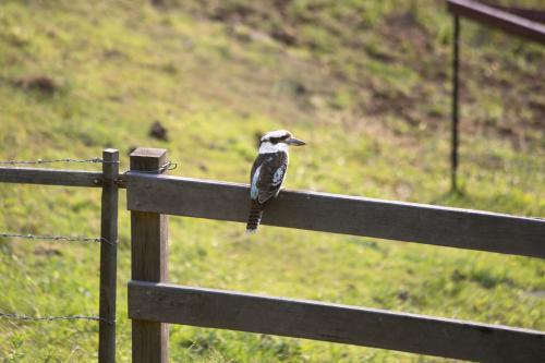 Kookaburra sitting on a fence - Australian Stock Image