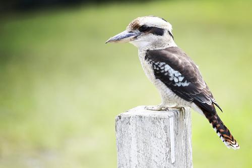 Kookaburra sitting on a post - Australian Stock Image