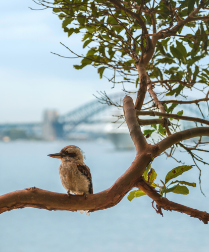 Kookaburra with a view - Australian Stock Image