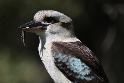 Kookaburra with Lizard in its Beak - Australian Stock Image