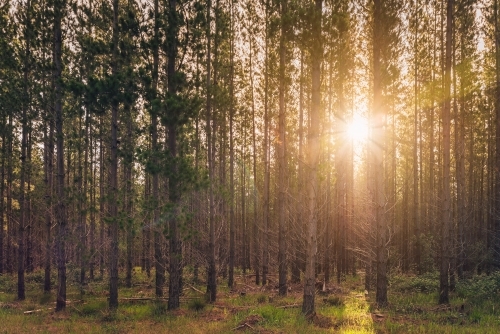 Kuitpo forest reserve with sunset squeezing through pine trees. - Australian Stock Image
