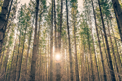 Kuitpo forest reserve with sunset squeezing through pine trees, South Australia - Australian Stock Image