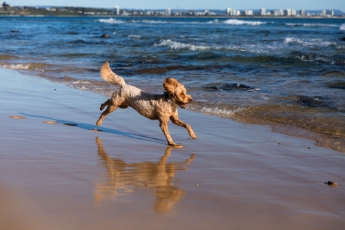 labradoodle running on the beach towards the water