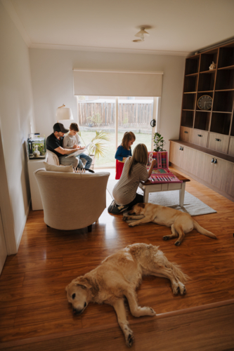 Labrador and retriever lying on the wooden floor while family is busy in the living room. - Australian Stock Image