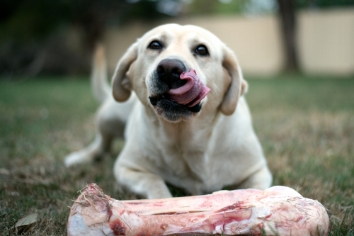 Labrador With Large Bone Licking Lips