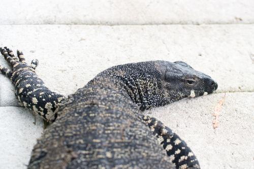 Lace monitor - Australian Stock Image