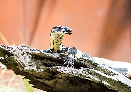 Lace monitor sitting in the sun while using tongue to catch insects - Australian Stock Image