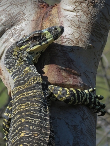 Lace monitor warily watching from a scribbly gum