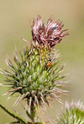 Lady beetle on a thistle