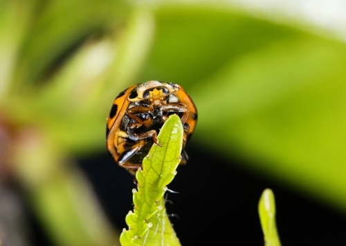 Ladybird on tip of leaf, face on - Australian Stock Image