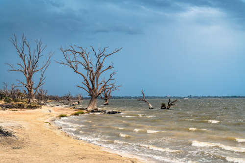 Lake Bonney shore with dry tree stumps before the storm, Barmera, South Australia - Australian Stock Image