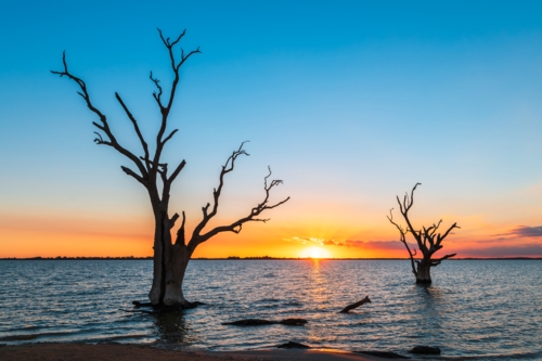 Lake Bonney trees silhouettes growing out of the water at sunset, Riverland, South Australia - Australian Stock Image