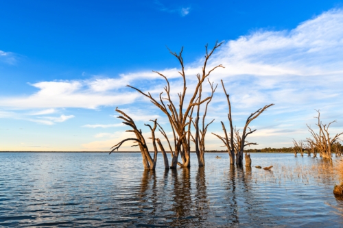 Lake Bonney with dead tree stumps in water at sunset time, Barmera, South Australia - Australian Stock Image
