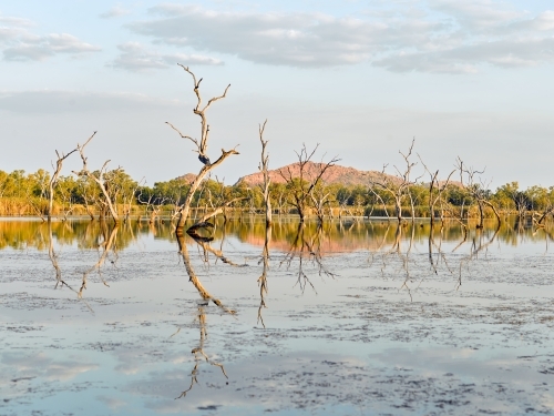 Lake with reflection of dead trees in a remote location - Australian Stock Image