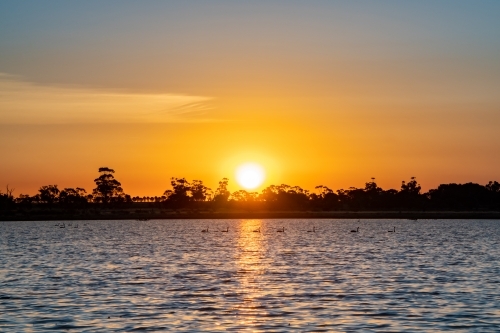 Lake with swan silhouettes as the sun is setting - Australian Stock Image