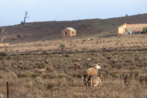 lamb and ewe in pasture paddock - Australian Stock Image