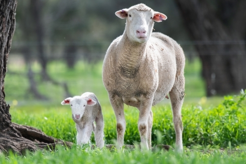 Lamb and sheep standing on a green pastured farm. - Australian Stock Image