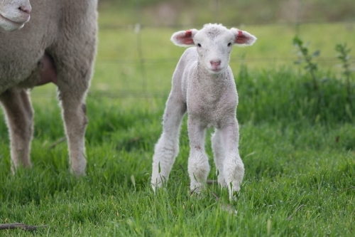 Lamb looking at camera. - Australian Stock Image