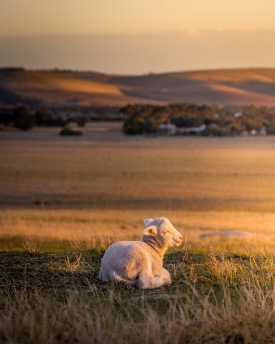 Lamb Sleeping in the Warm Setting Sunlight - Australian Stock Image