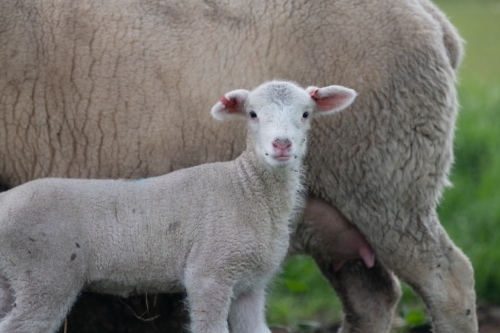 Lamb standing next to mother sheep - Australian Stock Image
