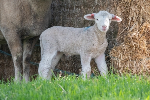 Lamb standing next to mother sheep in front of hay ball - Australian Stock Image