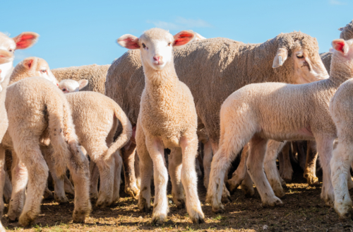 Lamb surrounded by sheep & other lambs - Australian Stock Image