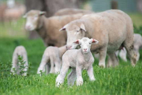 Lamb with sheep & lambs in the background on a green pastured farm. - Australian Stock Image