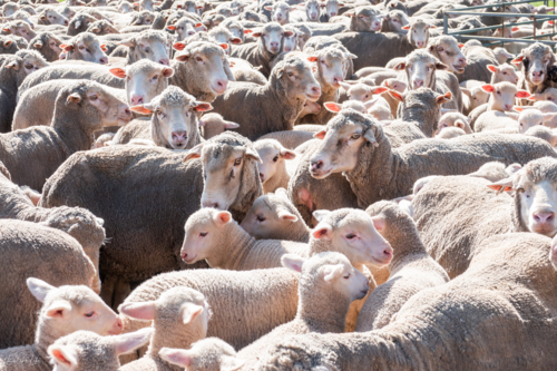 Lambs and sheep gathered together at a sheep farm - Australian Stock Image