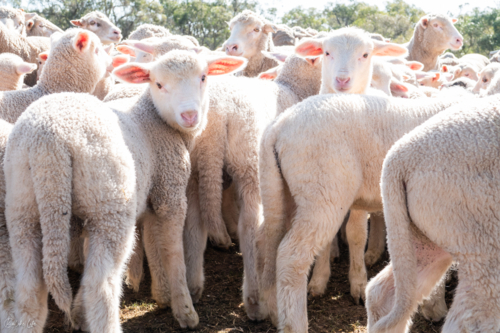 Lambs at a sheep farm - Australian Stock Image