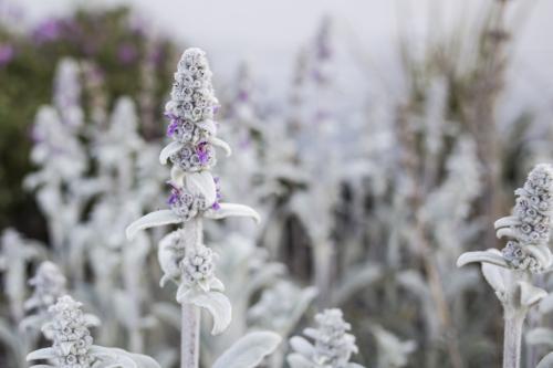Lambs Ears in flower - Australian Stock Image