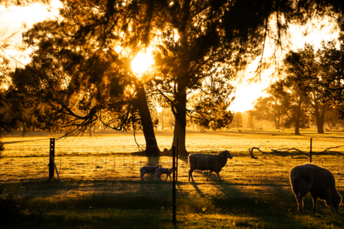 Lambs following mum at sunrise - Australian Stock Image