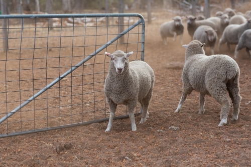Lambs near gate in sheep yards