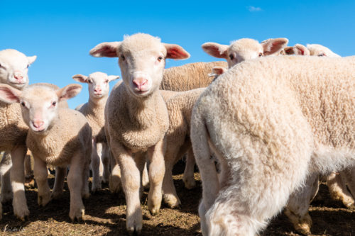 Lambs walking on dirt ground - Australian Stock Image