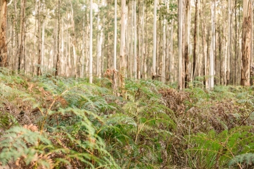 Landscape image in the bush with a close up of ferns and dense trees in the background