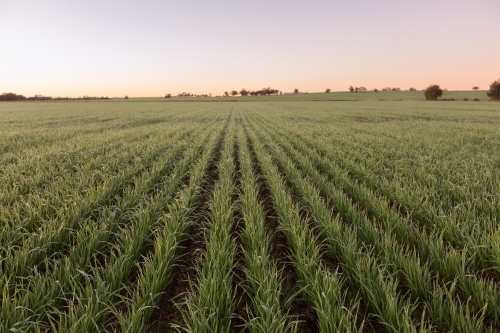 Landscape of cereal crop rows at sunrise