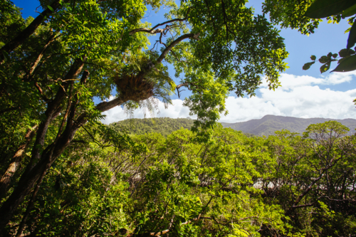 Landscape on the walk to Cape Tribulation Beach Lookout in the Daintree, Queensland, Australia - Australian Stock Image