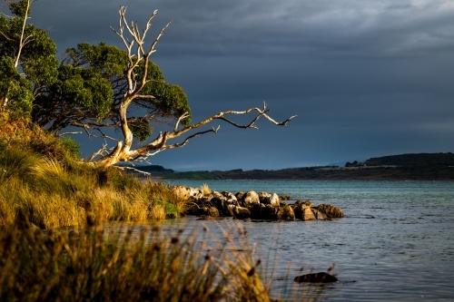 landscape scene of dead tree by the waters edge - Australian Stock Image