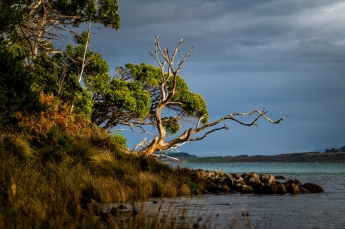 landscape scene of dead tree by the waters edge - Australian Stock Image