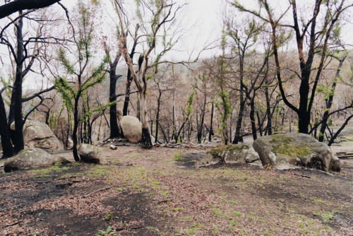 landscape showing regeneration of nature after a fire - Australian Stock Image