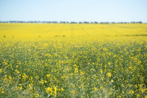 landscape view of a blooming canola field - Australian Stock Image