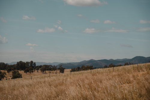 landscape view of a golden paddock with distant blue mountains - Australian Stock Image