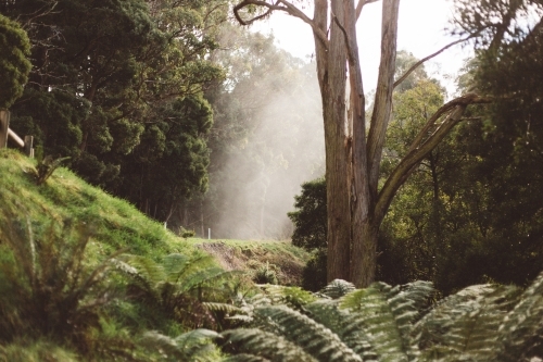 Landscape with Tasmanian forest and fog - Australian Stock Image