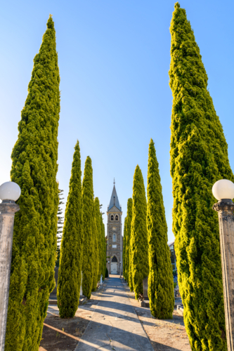 Langmeil Lutheran Church with the long pathway between pencil pines in Tanunda during sunset - Australian Stock Image