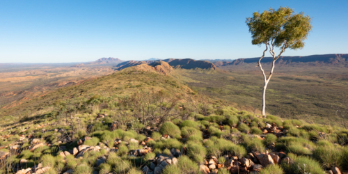 Larapinta Trail landscape mountain view with gum tree - Australian Stock Image
