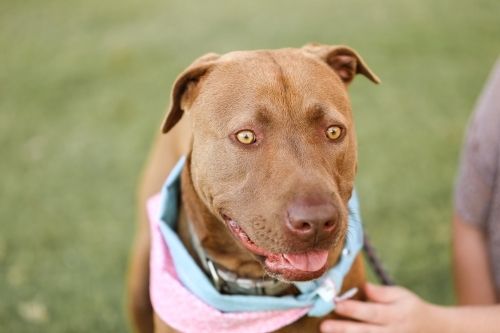 large brown dog wearing bandana sitting in park with owner holding leash - Australian Stock Image