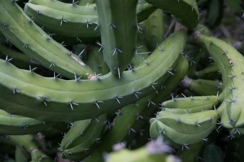 Large Cactus Queens Garden Townsville - Australian Stock Image