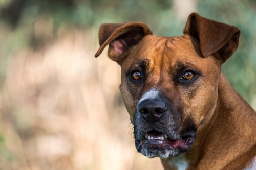 Large crossbreed brown dog portrait - Australian Stock Image