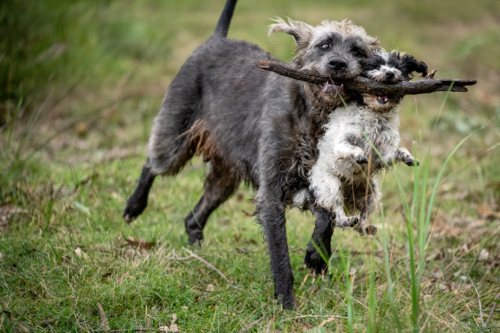 Large dog and small dog running with a stick together. - Australian Stock Image