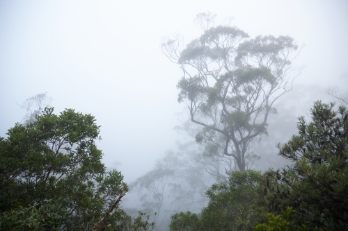 Large eucalypt tree in mist - Australian Stock Image