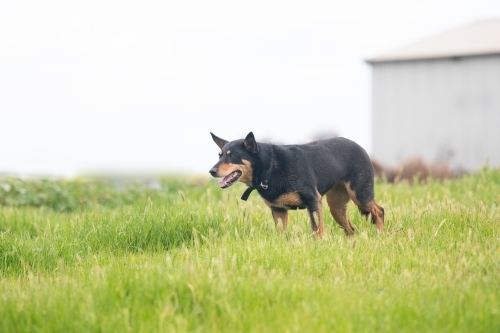 Large farm dog running through grass on farm - Australian Stock Image